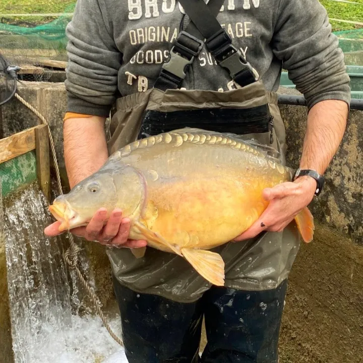 Carpe d'étang tenue en main