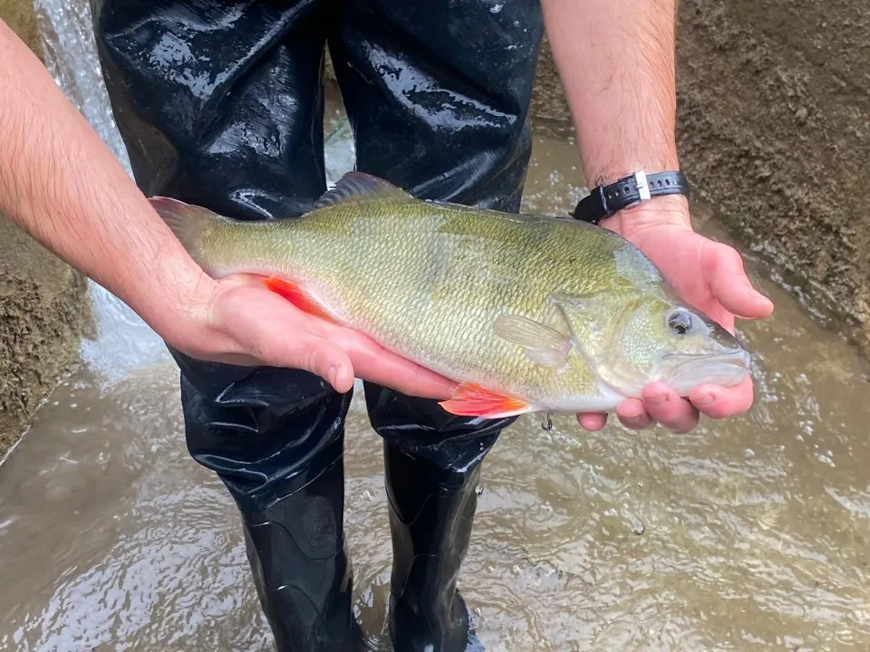 Perche (poisson d'étang)