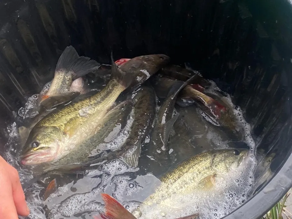 Black-bass (poisson d'étang)