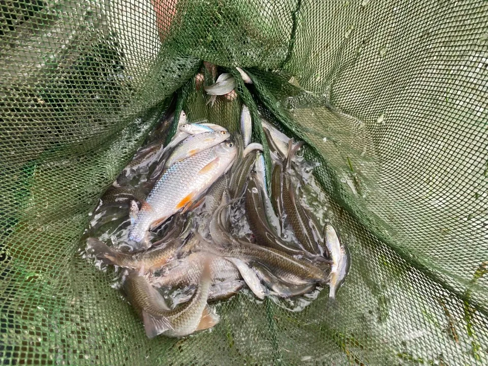 Gardons (poisson d'étang)