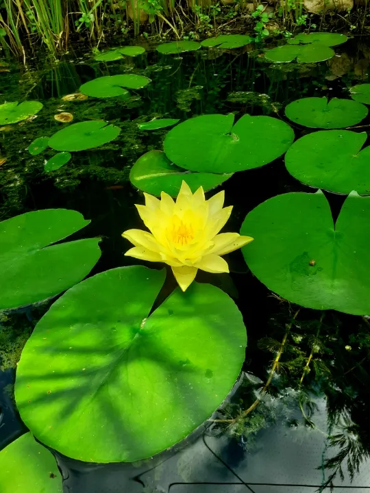 Nénuphar jaune en fleur