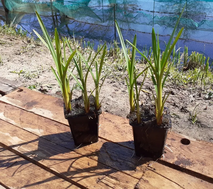 Rubanier dressé (plante aquatique)