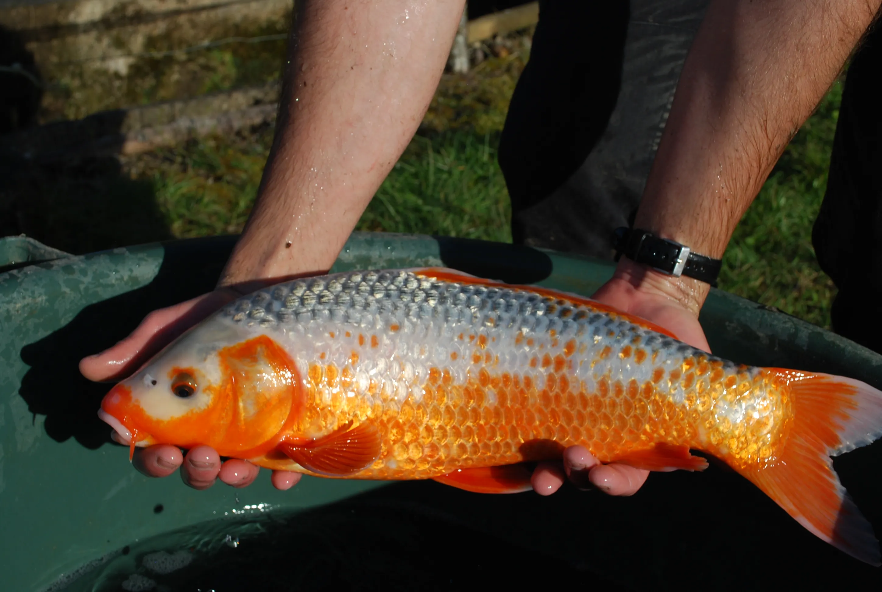 Carpe Koï de bassin de 30cm tenue en main