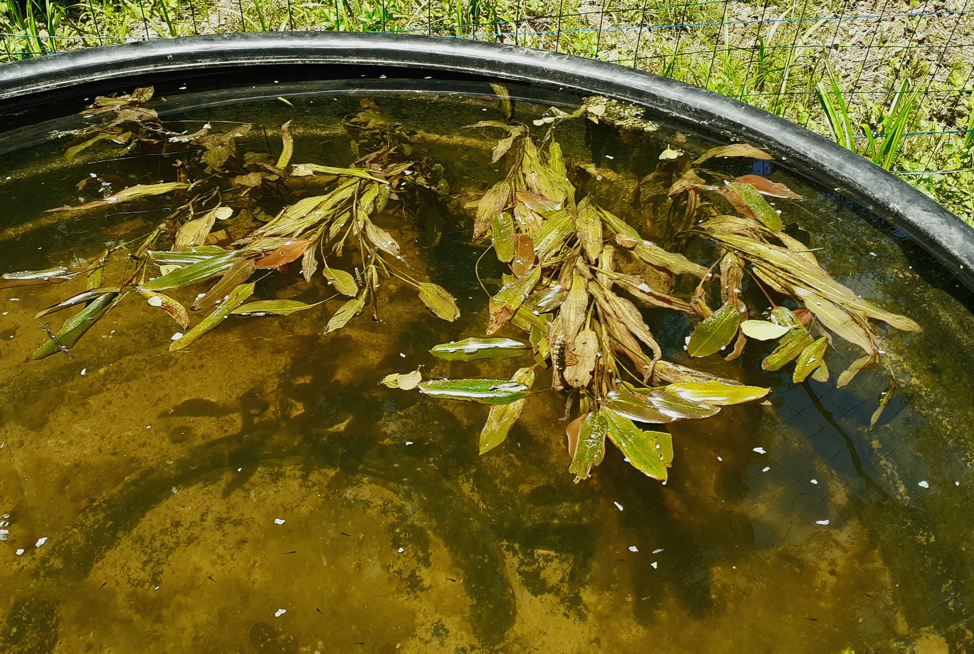 Image du produit : Potamot flottant - Pot 2.5L