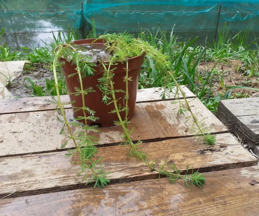 image 1 produit Pot 2.5L