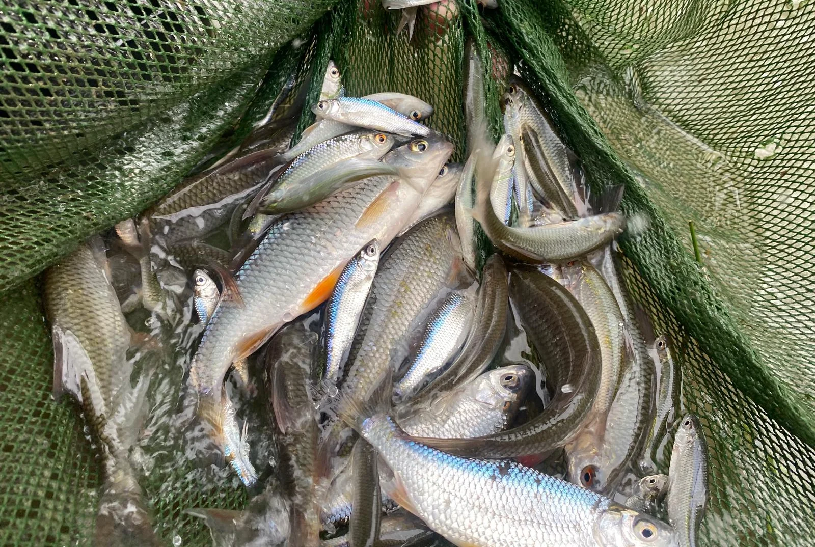 Image du produit : Gardon - Tailles mixtes