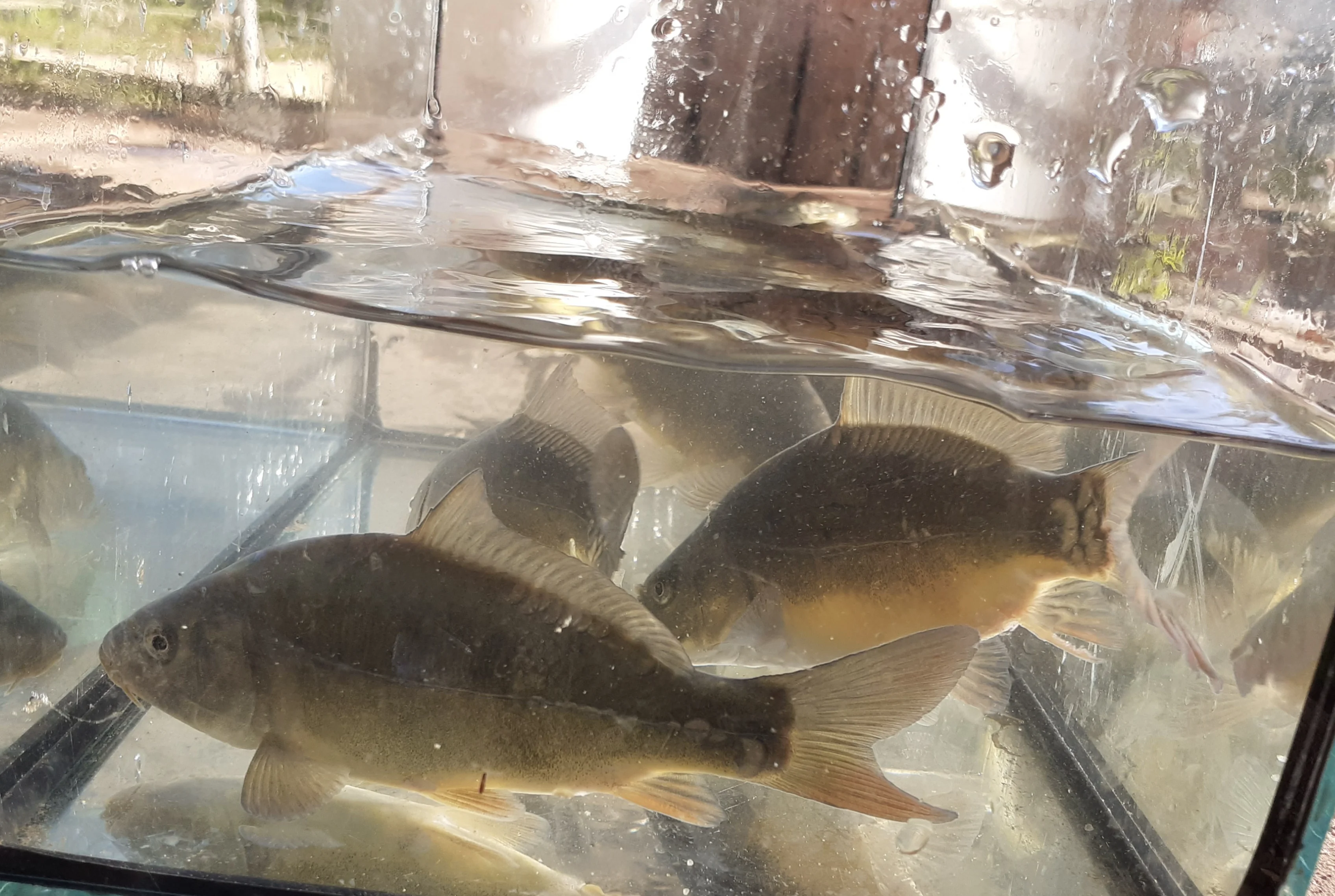 image 1 produit 5/7 cm