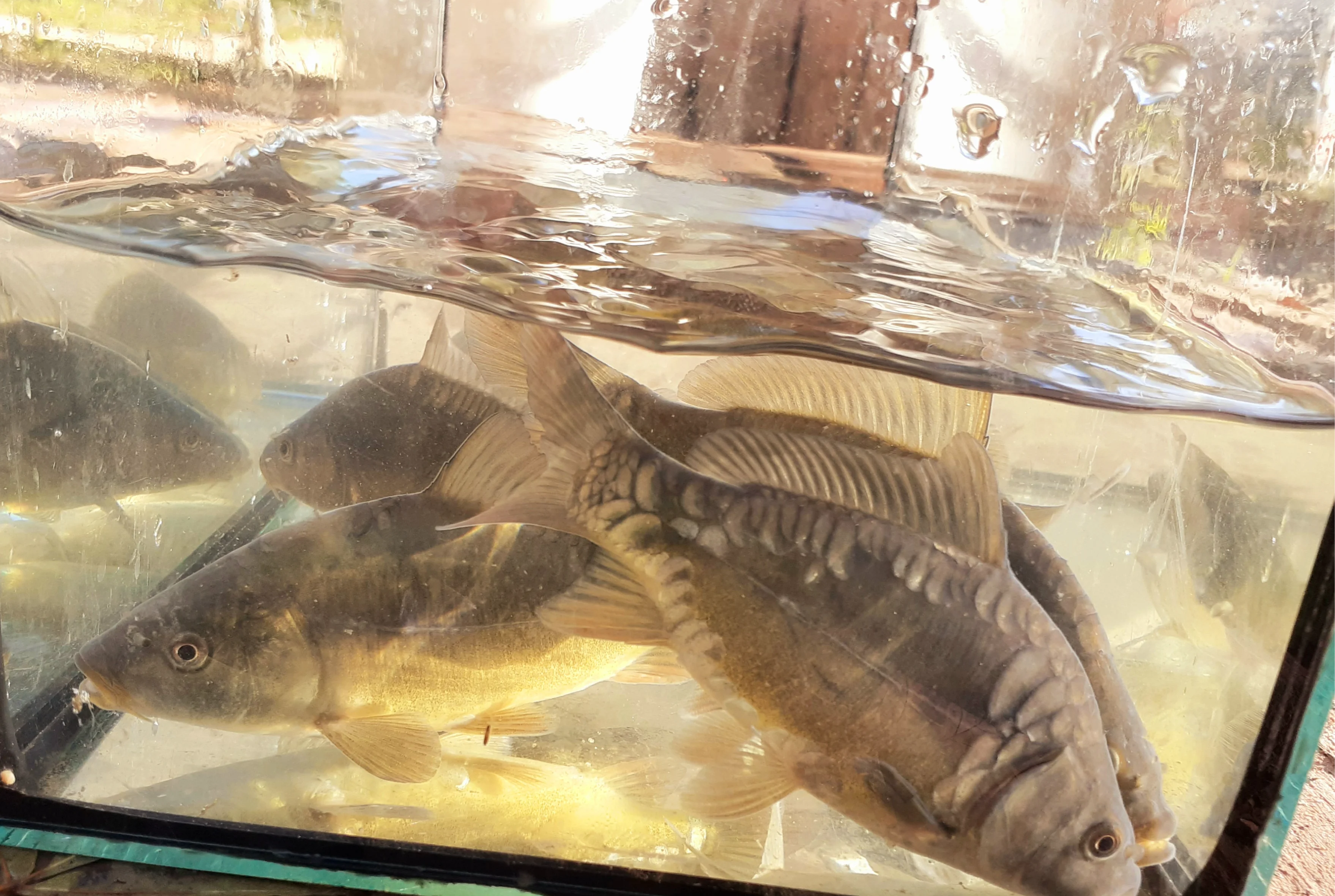 Image du produit : Carpe commune/miroir - 7/12 cm