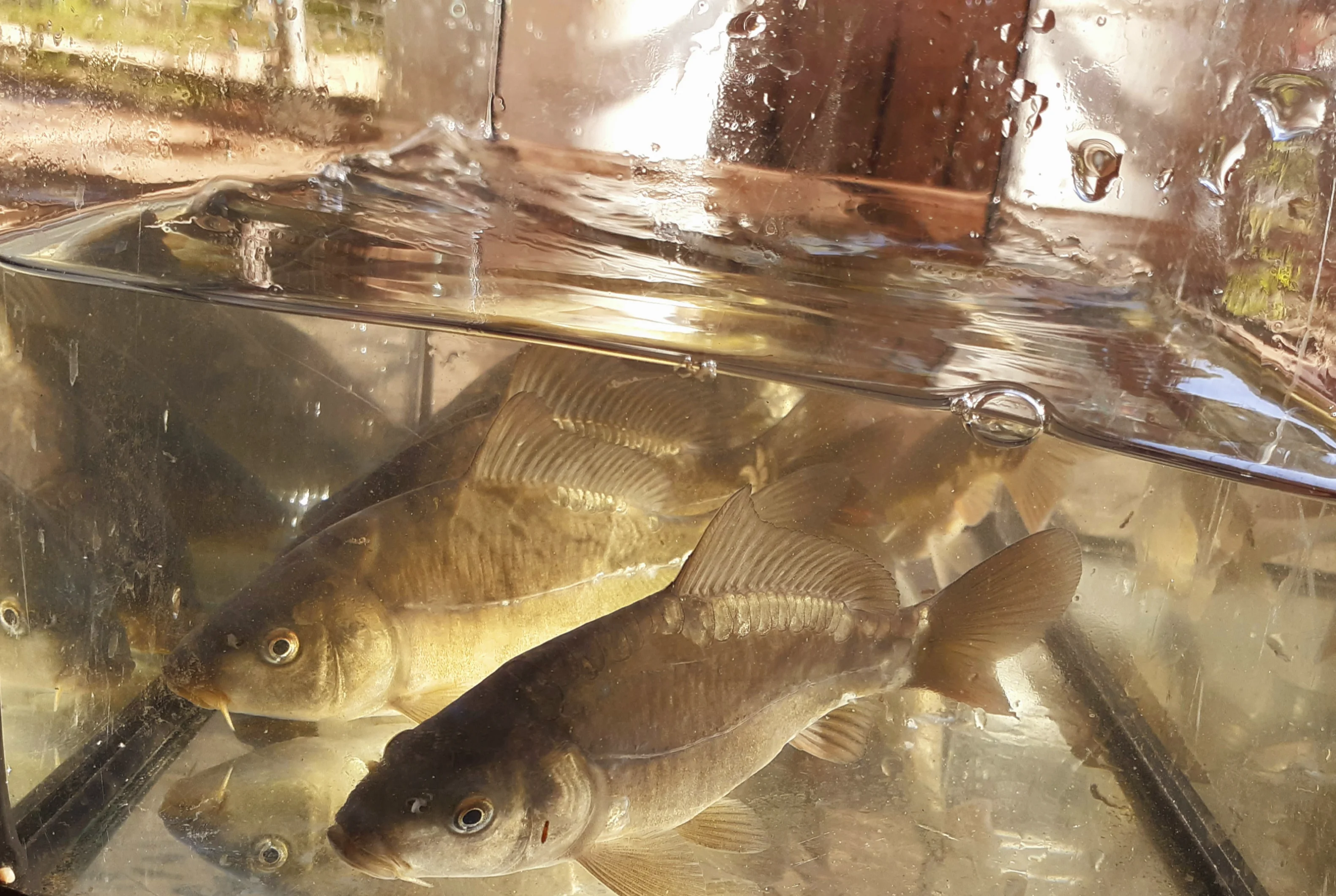 Image du produit : Carpe commune/miroir - 12/15 cm