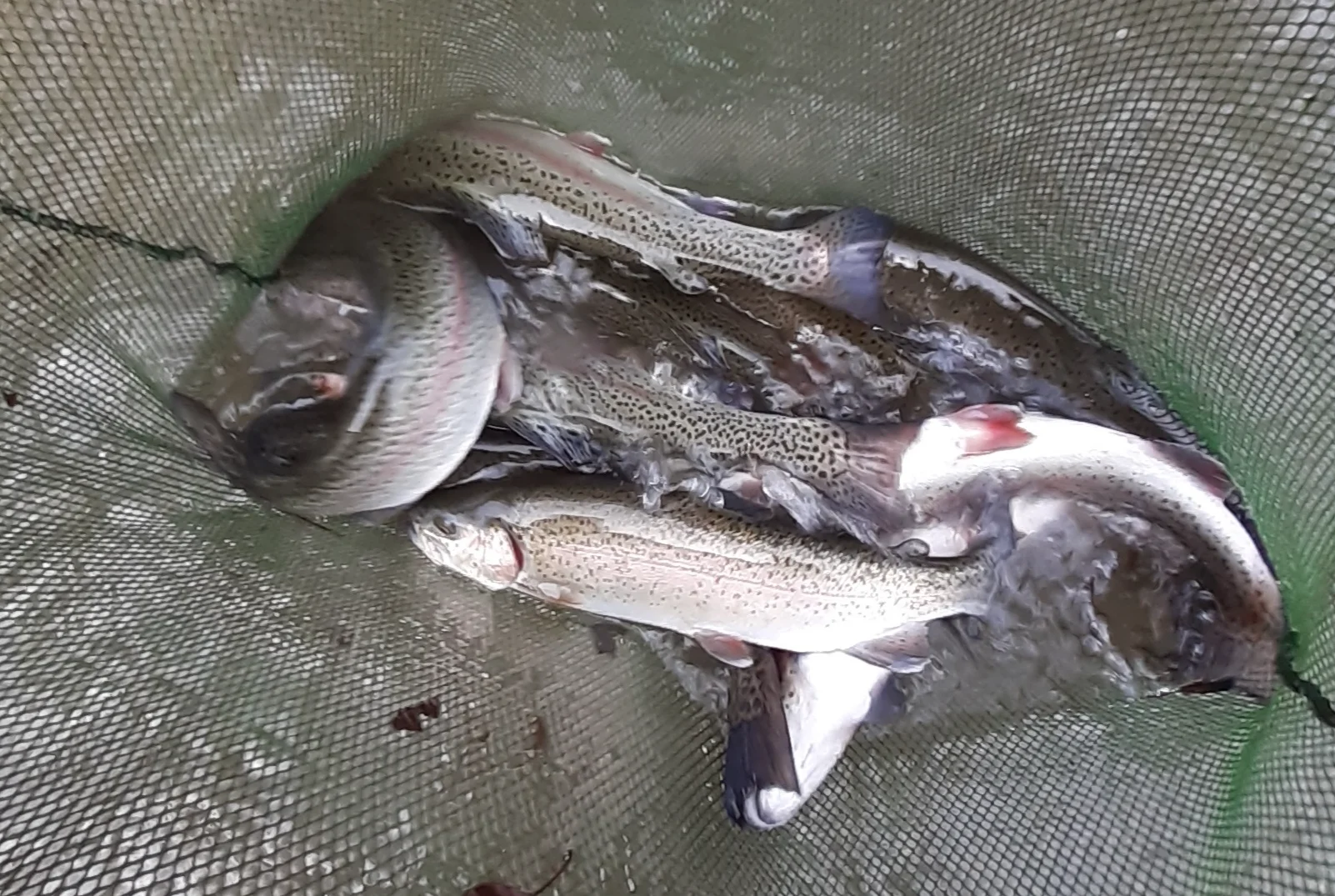 image 1 produit 240/300g