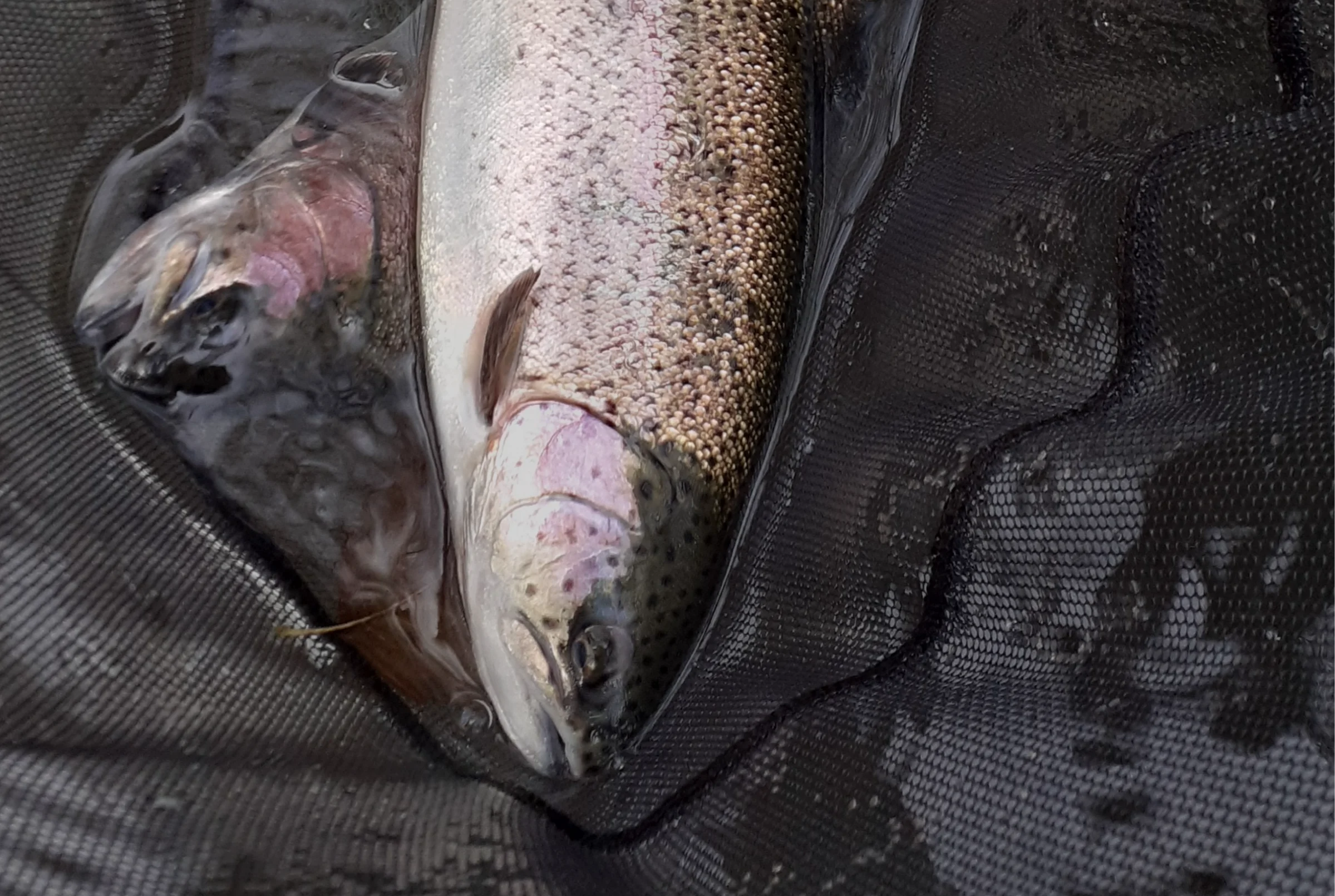 image 1 produit 500g/1kg